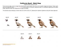 California Quail Multi Step Stamp Alignment Guide