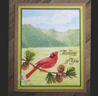 Winter Cardinal Thinking of You Pine Branch Card - Kitchen Sink Stamps