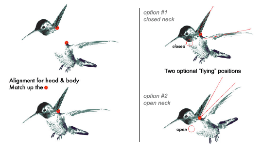 Hummingbird Tutorial for different body positions