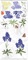 Bluebonnets clear stamps rubber stamps clearstamps flowers wildflowers Texas state flower